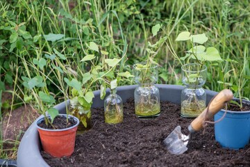 Süßkartoffel anbauen, Gartenarbeit, Anbau
