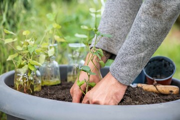 Süßkartoffel anbauen, Gartenarbeit, Anbau

