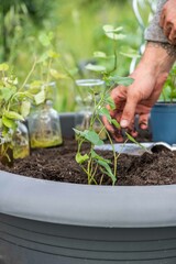 Süßkartoffel anbauen, Gartenarbeit, Anbau
