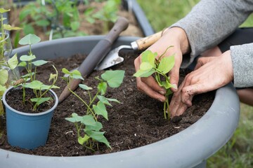 Süßkartoffel anbauen, Gartenarbeit, Anbau
