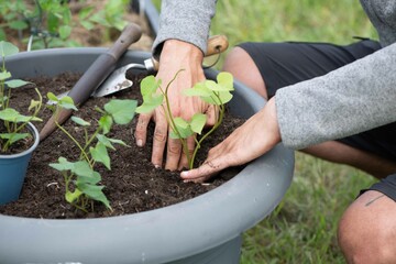 Süßkartoffel anbauen, Gartenarbeit, Anbau
