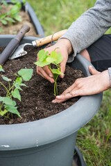 Süßkartoffel anbauen, Gartenarbeit, Anbau
