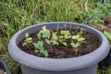 Süßkartoffel anbauen, Gartenarbeit, Anbau
