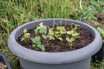 Süßkartoffel anbauen, Gartenarbeit, Anbau
