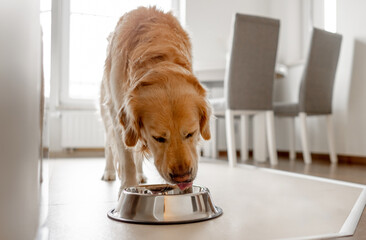 Golden Retriever Dog Eats From Bowl In Kitchen With Bright Interior