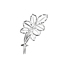 Botanical drawing. Minimal plant logo, botanical graphic sketch drawing,  meadow greenery, leaf and blooming flower abstract sketch element collection, rustic branch. Trendy tiny tattoo design, floral