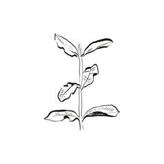 Botanical drawing. Minimal plant logo, botanical graphic sketch drawing,  meadow greenery, leaf and blooming flower abstract sketch element collection, rustic branch. Trendy tiny tattoo design, floral