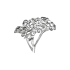 Botanical drawing. Minimal plant logo, botanical graphic sketch drawing,  meadow greenery, leaf and blooming flower abstract sketch element collection, rustic branch. Trendy tiny tattoo design, floral