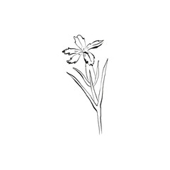 Botanical drawing. Minimal plant logo, botanical graphic sketch drawing,  meadow greenery, leaf and blooming flower abstract sketch element collection, rustic branch. Trendy tiny tattoo design, floral