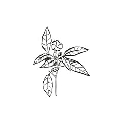 Botanical drawing. Minimal plant logo, botanical graphic sketch drawing,  meadow greenery, leaf and blooming flower abstract sketch element collection, rustic branch. Trendy tiny tattoo design, floral