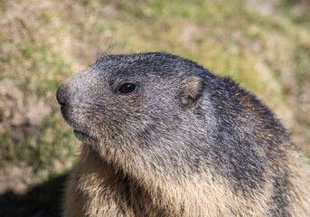Alpine Marmot (Marmota marmota)