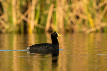 White winged coot in a Pampas Lagoon environment, La Pampa, Argentina
