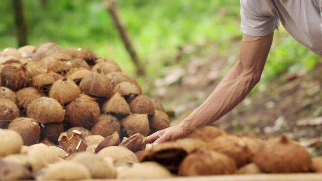 Traditional copra farmer drying coconut kernels on rack in plantation, smallholder farming