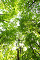 Obraz premium 初夏の林道