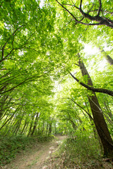 Obraz premium 初夏の林道