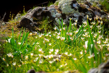 Spring flowers under the rays of sunlight. Snowdrops close-up. Beautiful landscape of nature. Hi spring. Beautiful flowers on a green meadow.