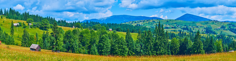 Obraz premium Panorama of the mountain meadow (polonyna), Carpathians, Ukraine