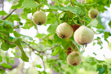 Unripe quince fruits with their characteristic fluff hang from the branches of the quince tree.