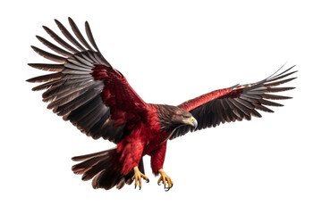 Fototapeta premium big eagle looking isolated on white