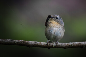 A female Snowy-browed Flycatcher bird is looking for food for her chicks enjoying the cool morning atmosphere in the mountains.