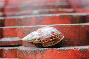 Slimy snail