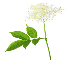 Elderberry flower or Sambucus nigra isolated on a white background.