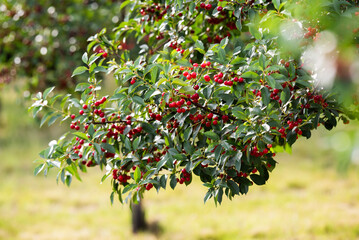 Fresh ripe sour cherry hanging on cherry tree