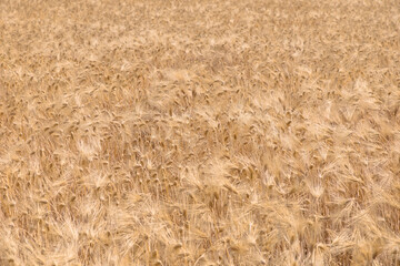 黄金色に色付いた麦畑