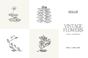 Botanical, Minimal plant flower, hand drawn sketch drawing,  vector illustration