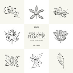 Botanical, Minimal plant flower, hand drawn sketch drawing,  vector illustration