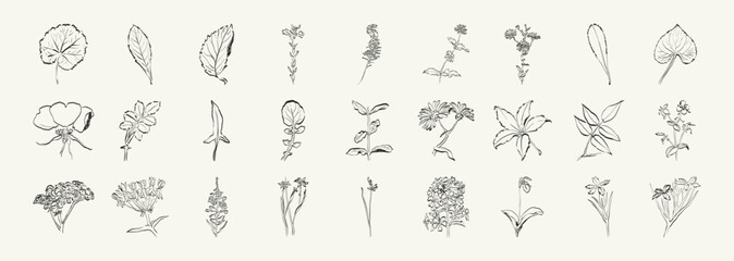 Botanical, Minimal plant flower, hand drawn sketch drawing,  vector illustration