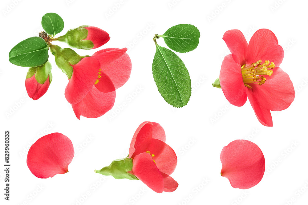 Wall mural chaenomeles speciosa or japanese quince flower isolated on white background