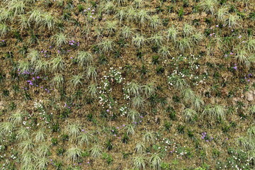 View from above of a green area with flowers
