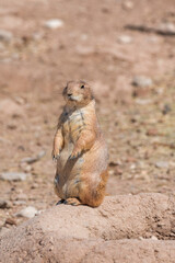 Prairie dog watching the entrance of his hole