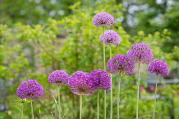 Giant Onion flower (Allium giganteum) in the garden. Purple allium flowers growing in a garden.
