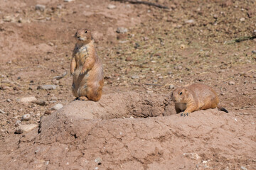 Two prairie dogs on their hole