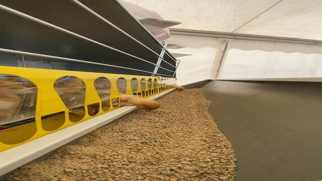ISO brown day-old layer chicks in the cage rearing system. Small chicks footage. Poultry farm.