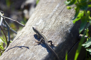 A lizard basks on a wooden stump in the rays of the spring sun