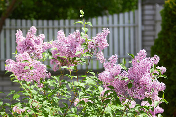 Pleasant lilac in the garden