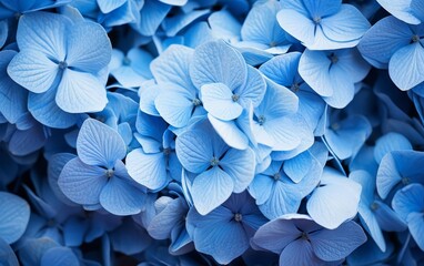 Close-up of vibrant blue hydrangea flowers. Perfect for floral backgrounds, nature themes, and decorative designs.