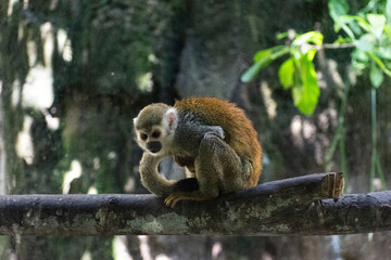 MICO TITI SOBRE RAMA