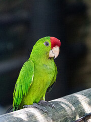 LORO VERDE CON ROJO EN UNA RAMA