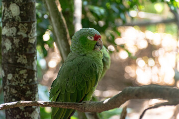 LORO SOBRE RAMA