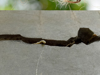 cracks on the surface of an old building wall with blurred foliage background