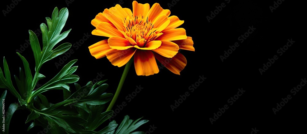 Poster an alternative medicine copy space image featuring a marigold flower with its leaf set against a bla