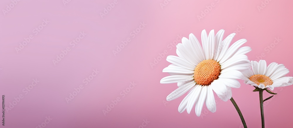 Poster on a neutral pink background there is a beautiful chamomile daisy flower with copy space image