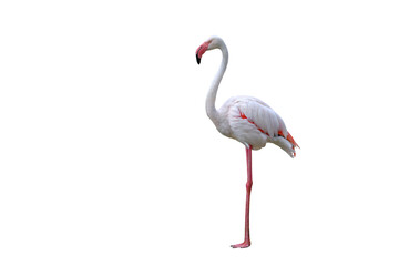 Beautiful flamingo isolated transparent background png file