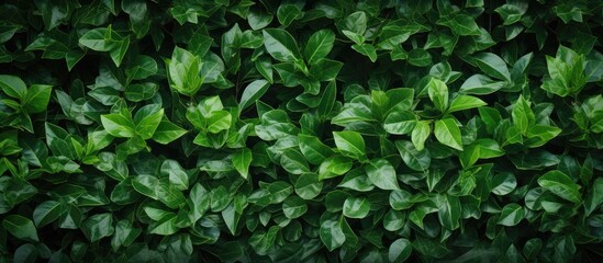 A textured background of leaves creates a beautiful hedge with copy space image