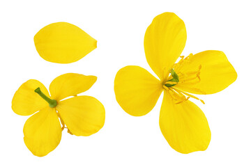 Fototapeta premium Celandine flower isolated on white background. Top view. Flat lay