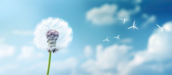 A dandelion flower with white fluff stands out against a cloudy sky creating a beautiful copy space image